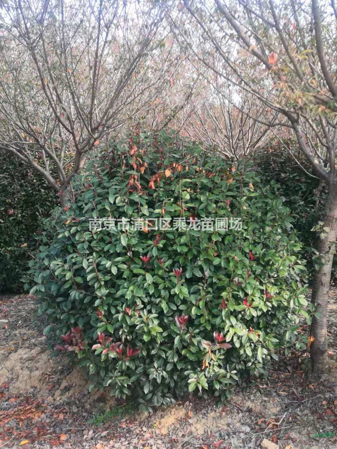 2.5米紅葉石楠球_p250公分紅葉石楠球主產(chǎn)地價格批發(fā)