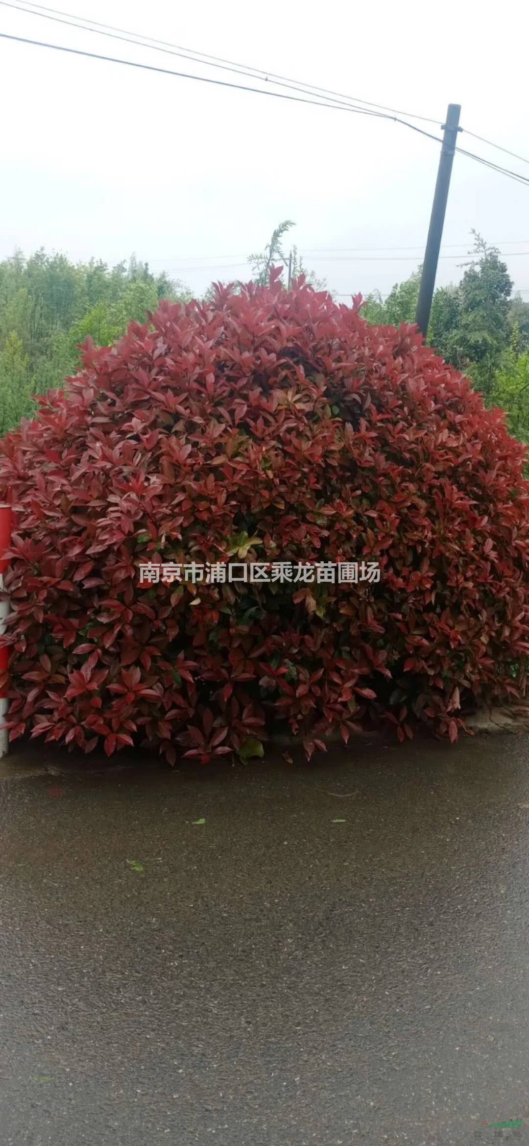 2.5米紅葉石楠球_p250公分紅葉石楠球主產(chǎn)地價格批發(fā)