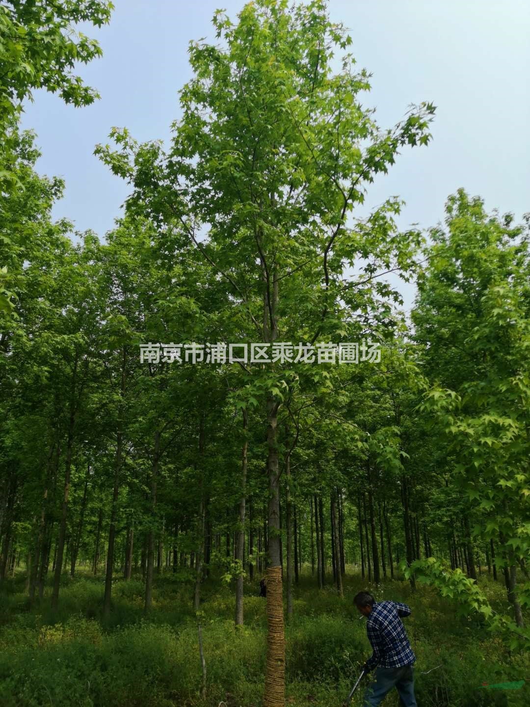 18公分北美楓香19公分北美楓香-苗圃價格產(chǎn)地批發(fā)