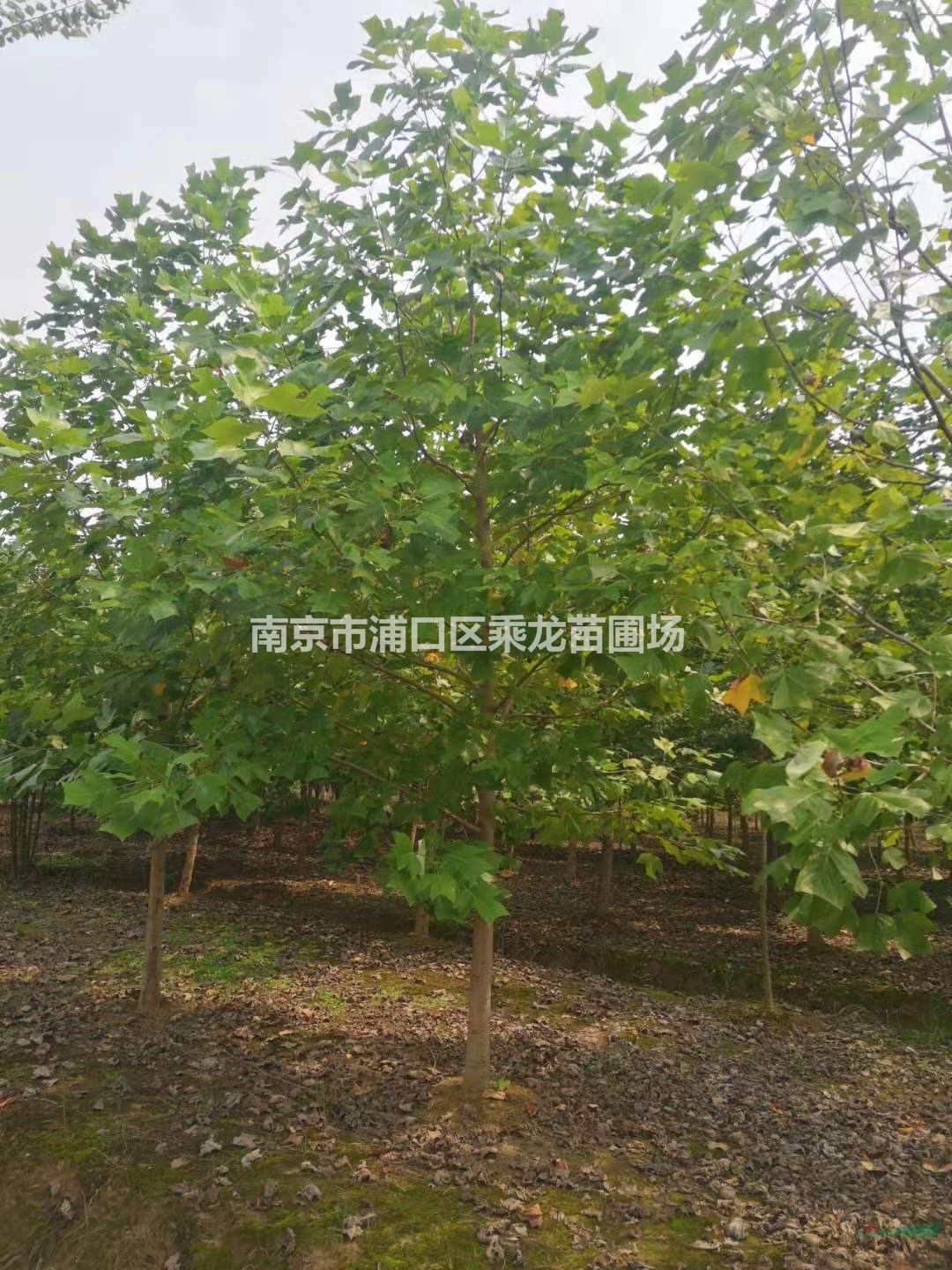 11公分馬褂木基地價格-11公分馬褂木貨源批發(fā)