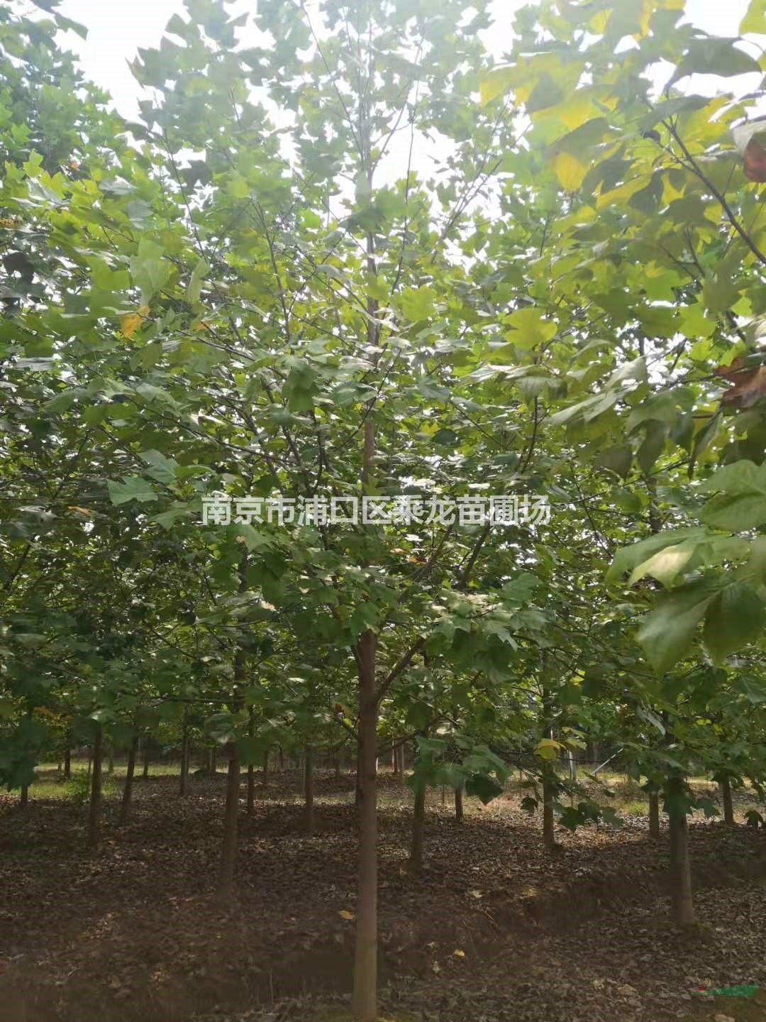 11公分馬褂木基地價格-11公分馬褂木貨源批發(fā)