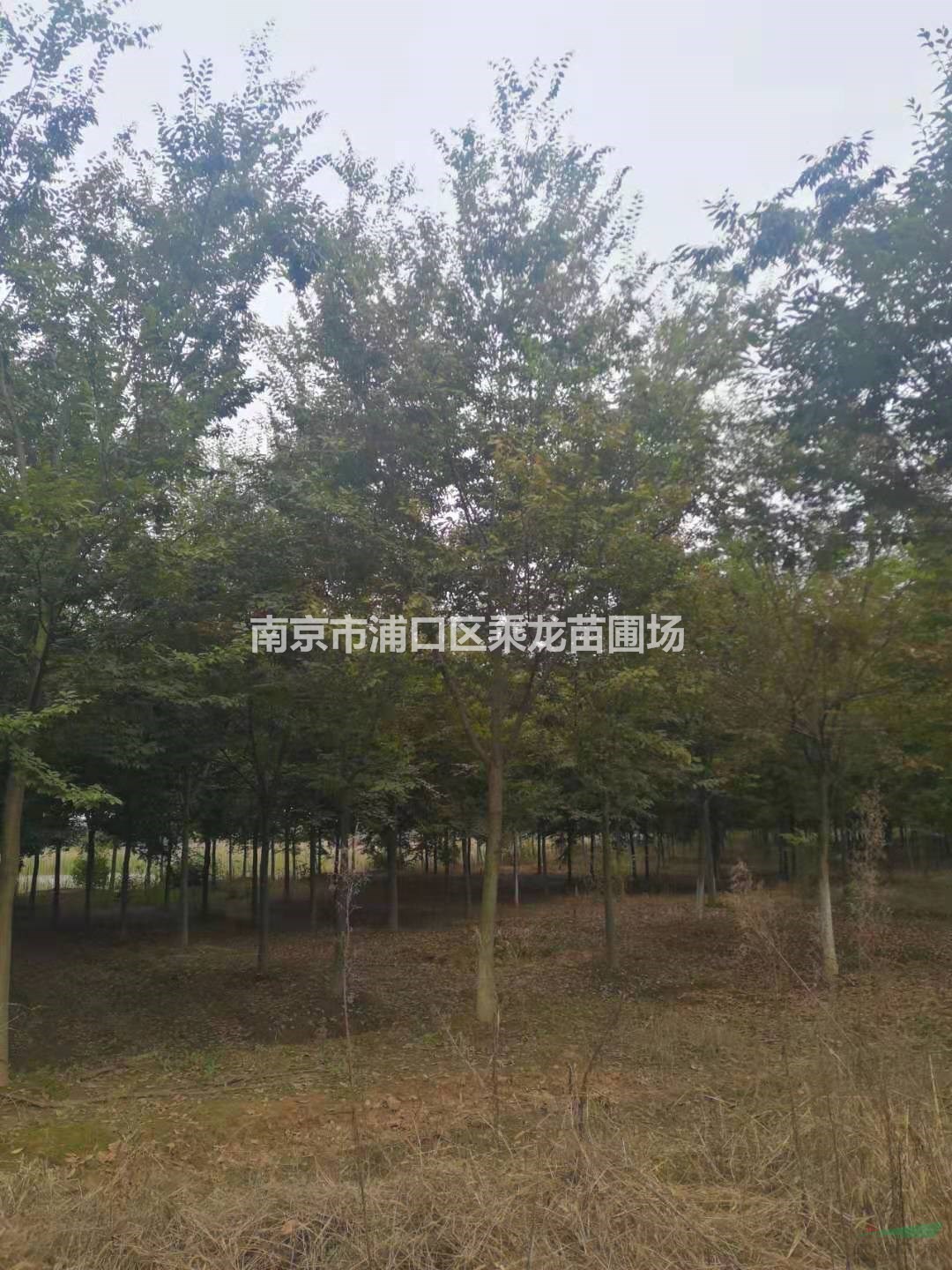 8公分櫸樹9公分櫸樹苗圃基地價格批發(fā)