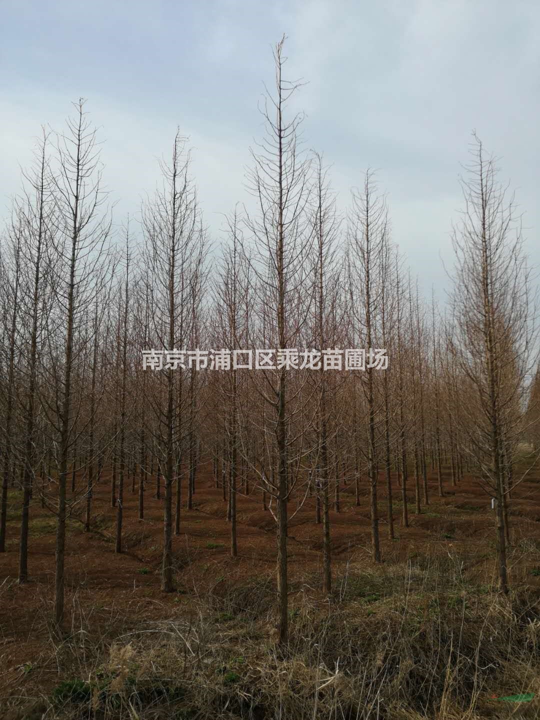 14公分金葉水杉15公分金葉水杉-苗圃基地行情批發(fā)