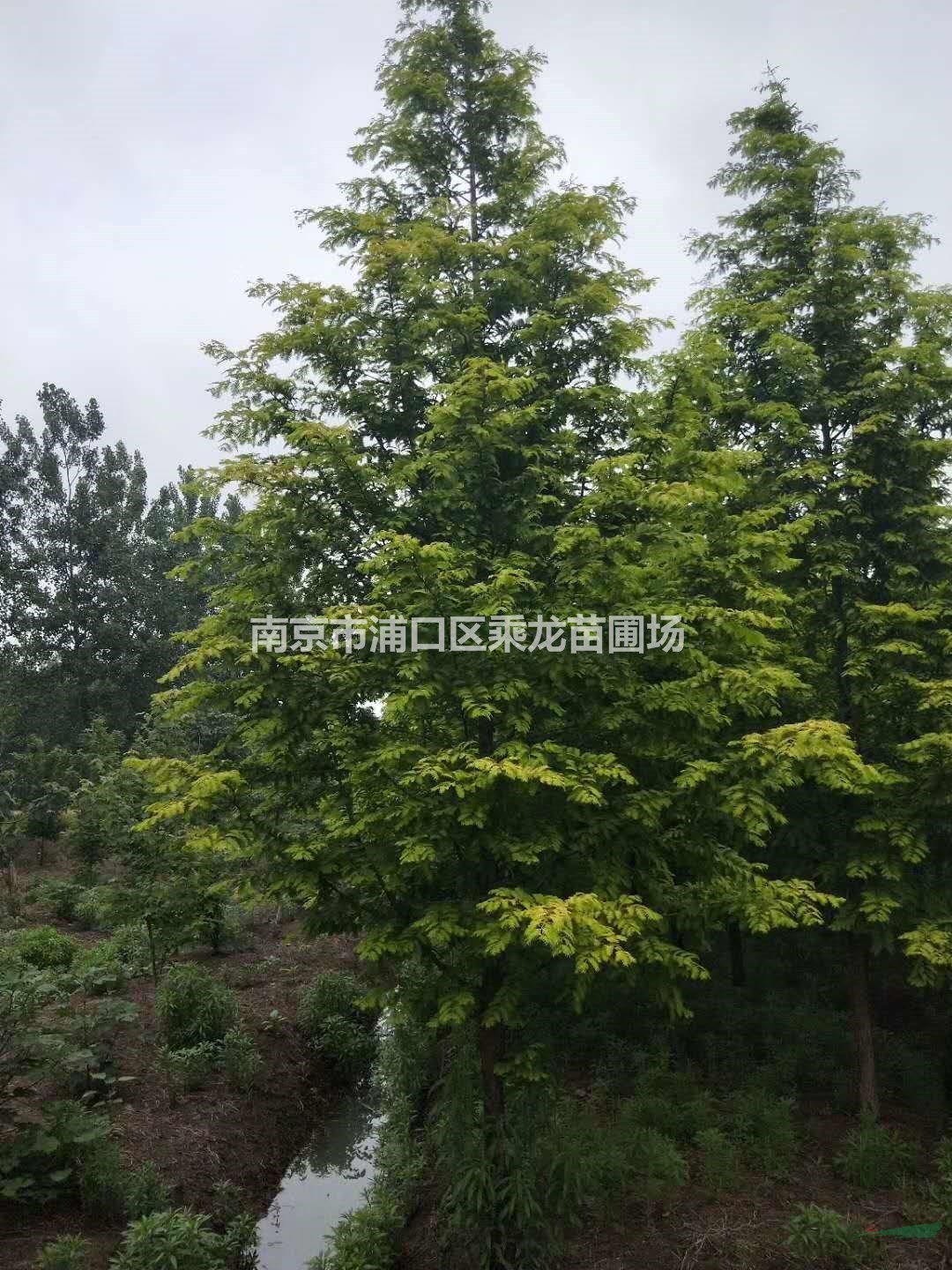 14公分金葉水杉15公分金葉水杉-苗圃基地行情批發(fā)
