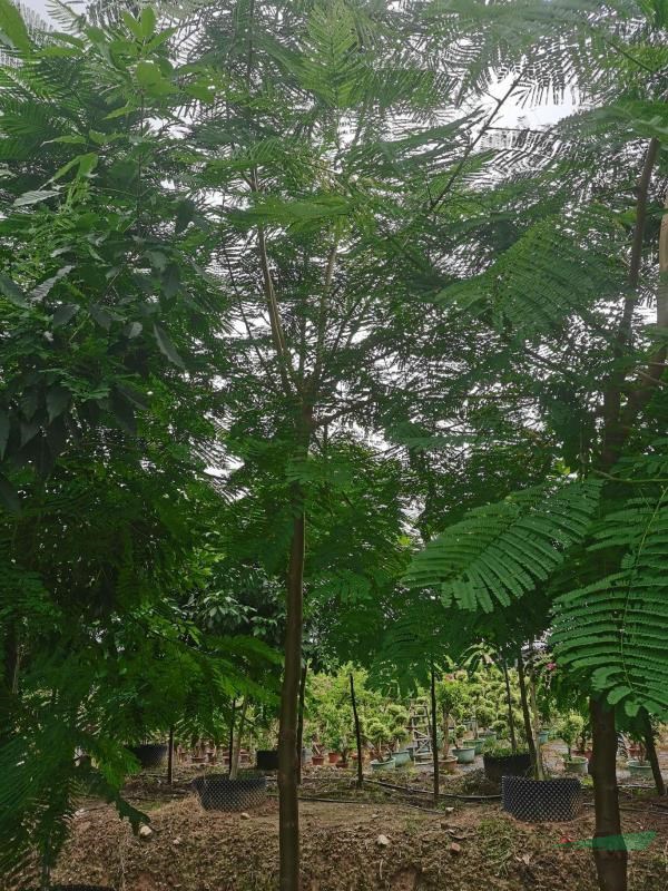 超低价清货6到10分凤凰木