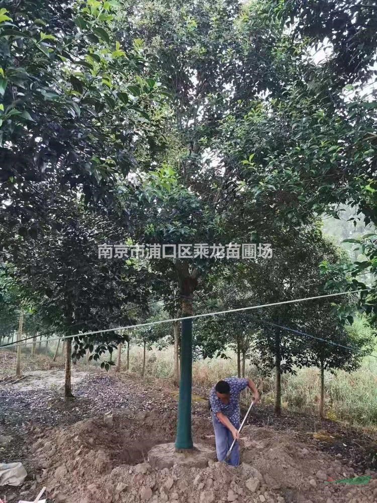 9公分大葉女貞10公分大葉女貞-苗圃基地長(zhǎng)期批發(fā)