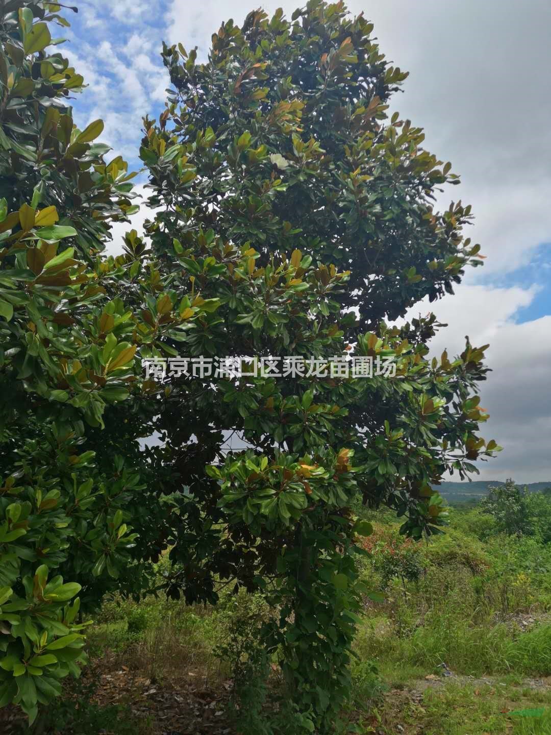 25公分廣玉蘭26公分廣玉蘭-苗圃基地產(chǎn)地貨源