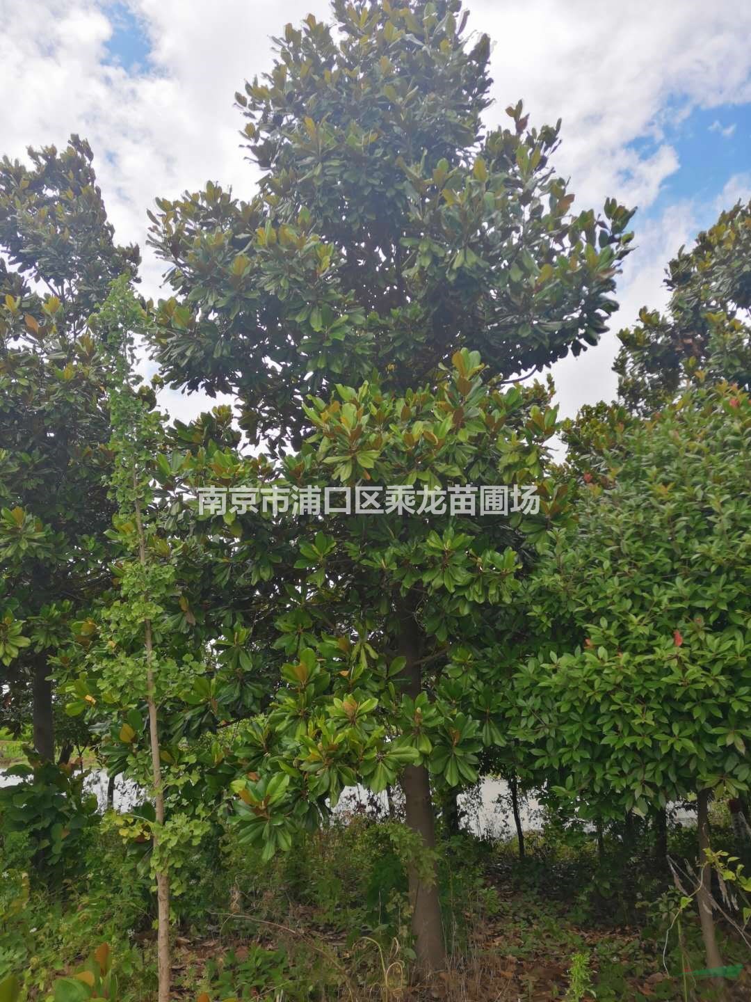 25公分廣玉蘭26公分廣玉蘭-苗圃基地產(chǎn)地貨源