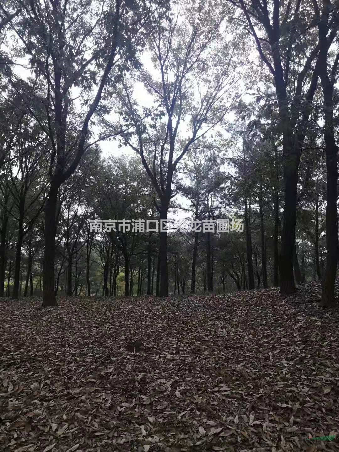 28公分黃連木-苗圃基地28公分黃連木主產(chǎn)地批發(fā)