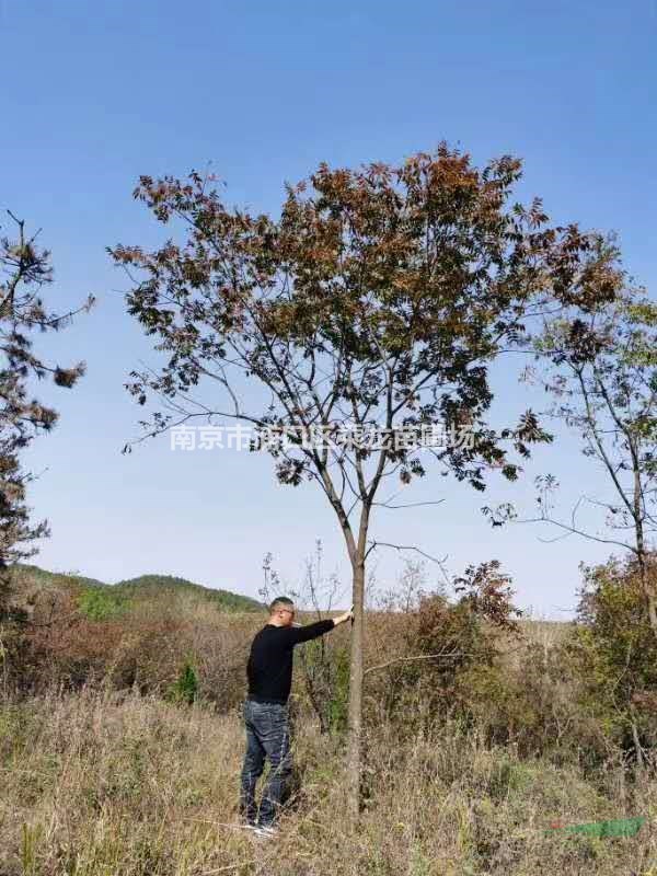 12公分黃連木基地報(bào)價(jià)-產(chǎn)地12公分黃連木常年批發(fā)