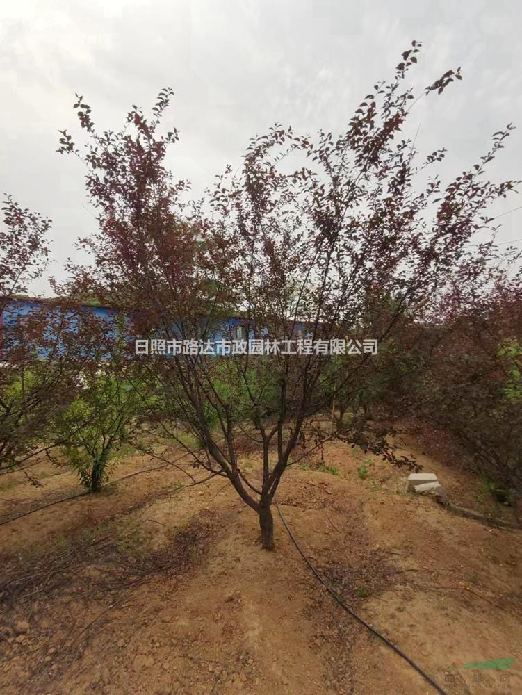精品榆葉梅 基地直供 便宜無中間商賺差價 貨源充足 可用于景觀造林