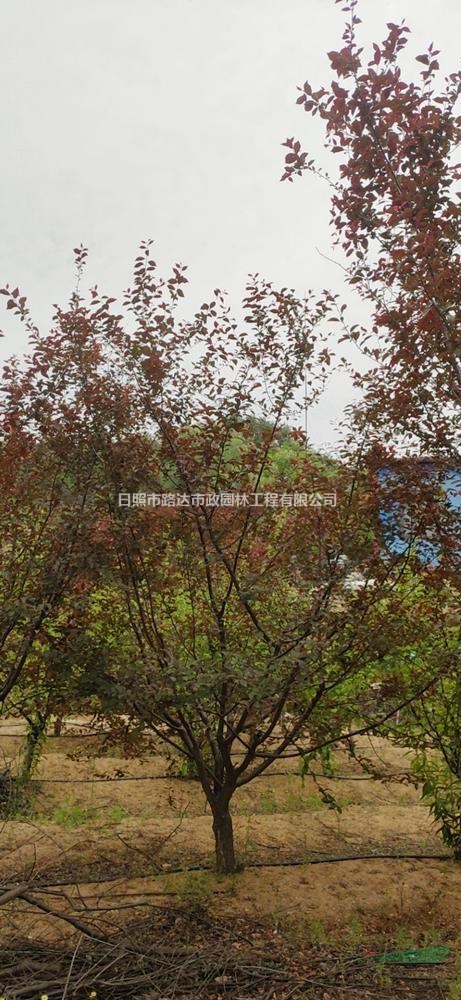 精品榆葉梅 基地直供 便宜無中間商賺差價 貨源充足 可用于景觀造林