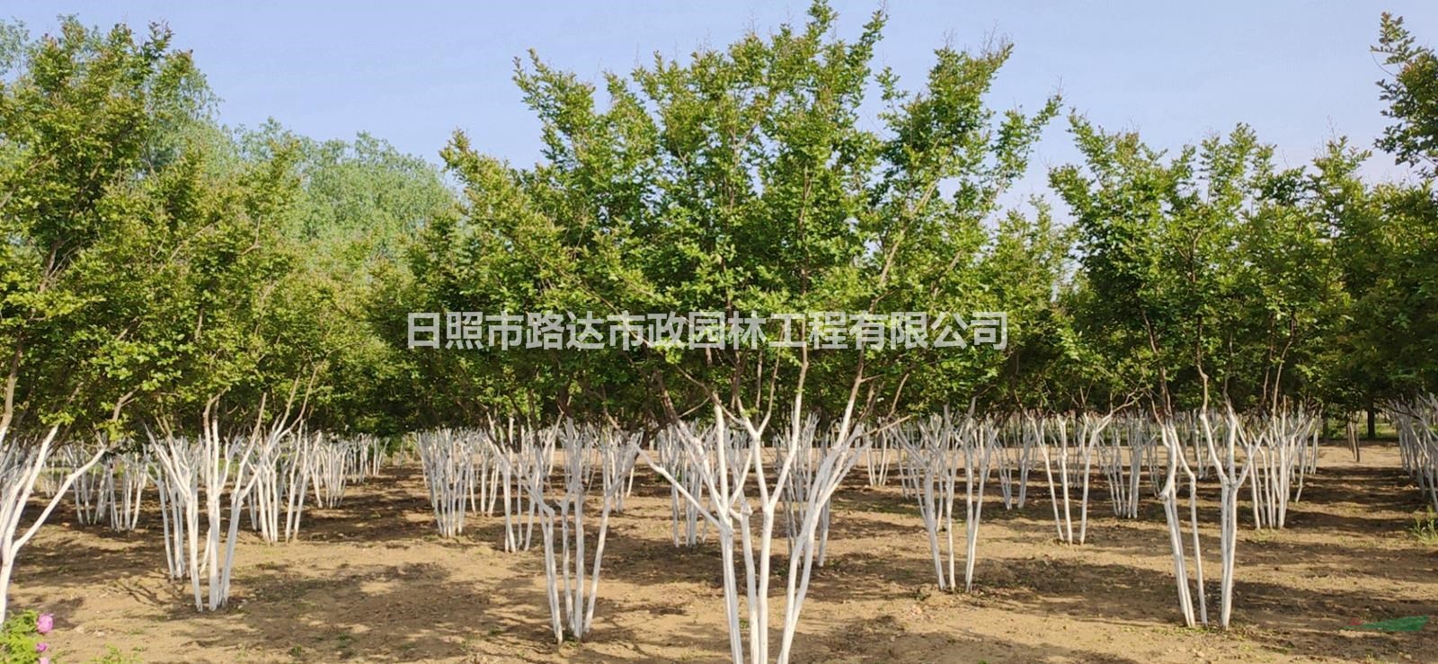  精品叢生紫薇綠化苗木