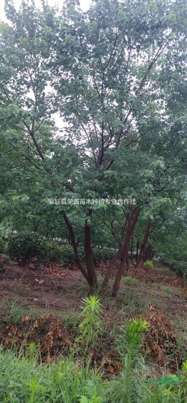 江蘇叢生烏桕安徽叢生烏桕河南原生叢生烏桕多桿精品叢生烏桕基..