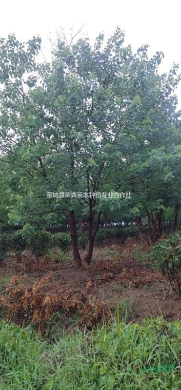 江蘇叢生烏桕安徽叢生烏桕河南原生叢生烏桕多桿精品叢生烏桕基..