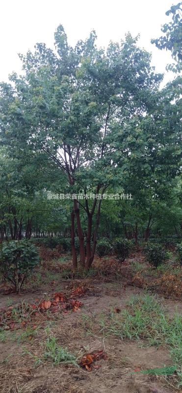 原生叢生烏桕基地精品造型叢生烏安徽叢生烏桕江蘇叢生烏桕基地..