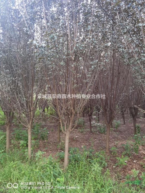 紫葉李基地