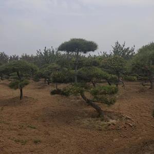 售造型油松 泰山平頂松 造型黑松