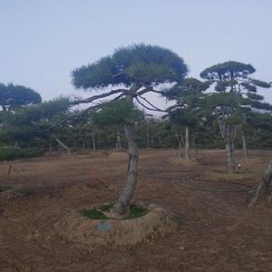 造型黑松 油松 赤松泰山造型景觀樹