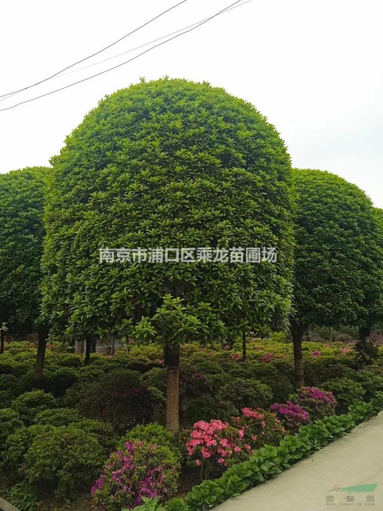 13公分桂花-基地12cm桂花產(chǎn)地價(jià)格批發(fā)