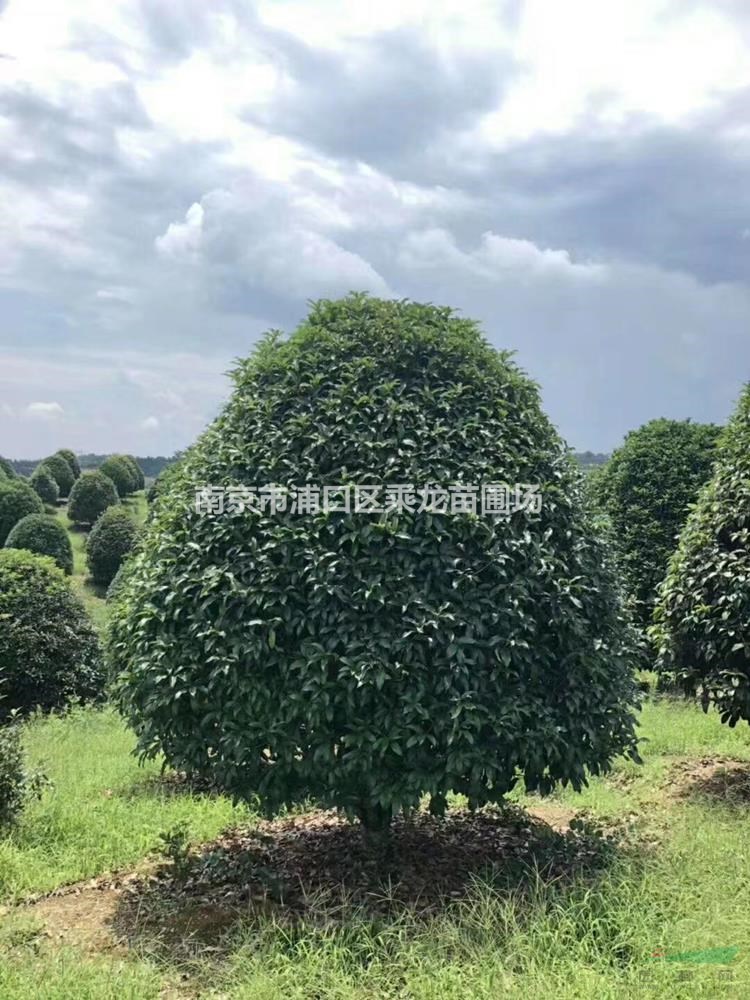 15公分桂花-苗圃基地15cm桂花產(chǎn)地價格批發(fā)