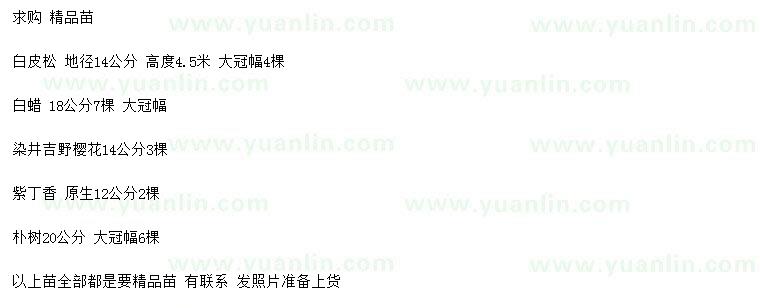 求購(gòu)白皮松、白蠟、染井吉野櫻等