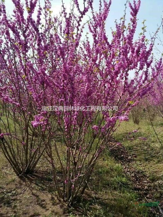 江蘇叢生紫荊 叢生紫荊基地圖片/江蘇叢生紫荊 叢生紫荊基地報價