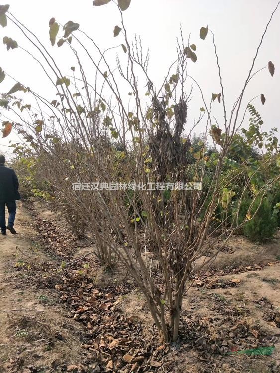 江蘇叢生紫荊 叢生紫荊基地圖片/江蘇叢生紫荊 叢生紫荊基地報價