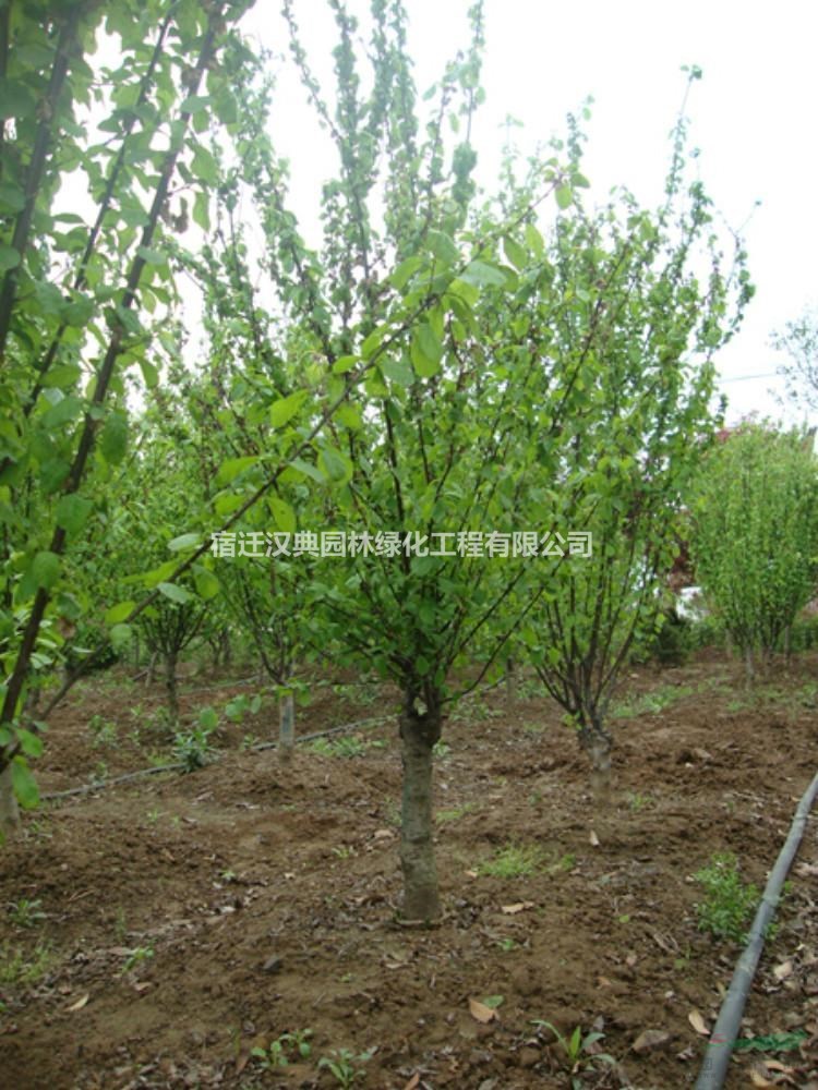 優(yōu)質(zhì)特價(jià)江蘇榆葉梅 產(chǎn)地直銷