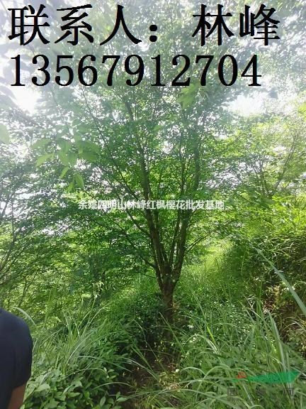 四明山樱花-优选品质苗木可供多规格浙江樱花苗