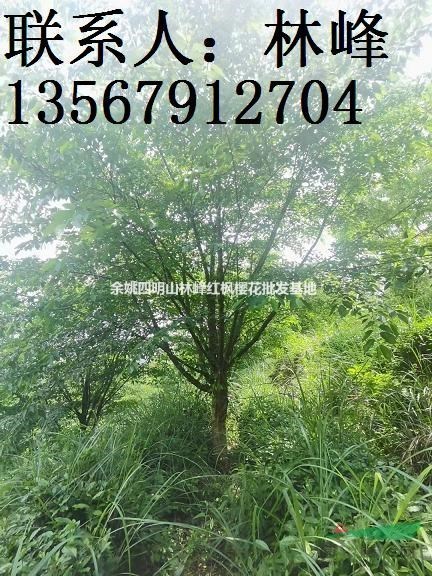 四明山樱花-优选品质苗木可供多规格浙江樱花苗
