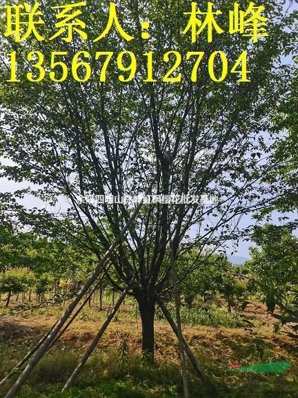 四明山樱花-优选品质苗木可供多规格浙江樱花苗