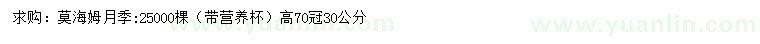 求購(gòu)高70公分莫海姆月季