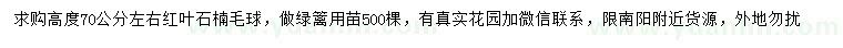 求購(gòu)高70公分左右紅葉石楠球