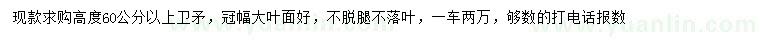 求購(gòu)高60公分以上衛(wèi)矛