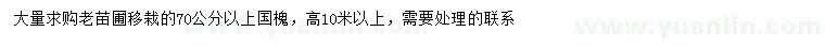 求購70公分以上國槐