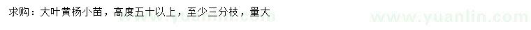 求購高50公分以上大葉黃楊