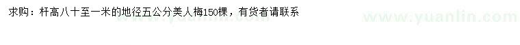 求購地徑5公分美人梅