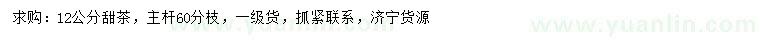 求購12公分甜茶