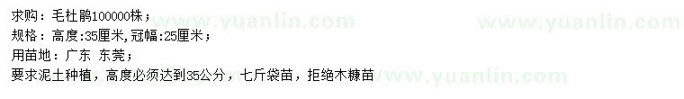 求購高35公分毛杜鵑