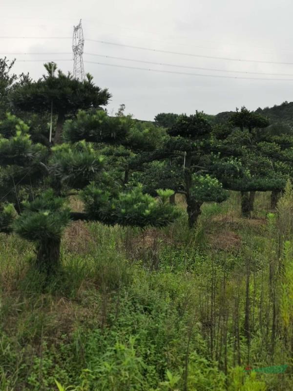 罗汉松，各种规格，欢迎选购