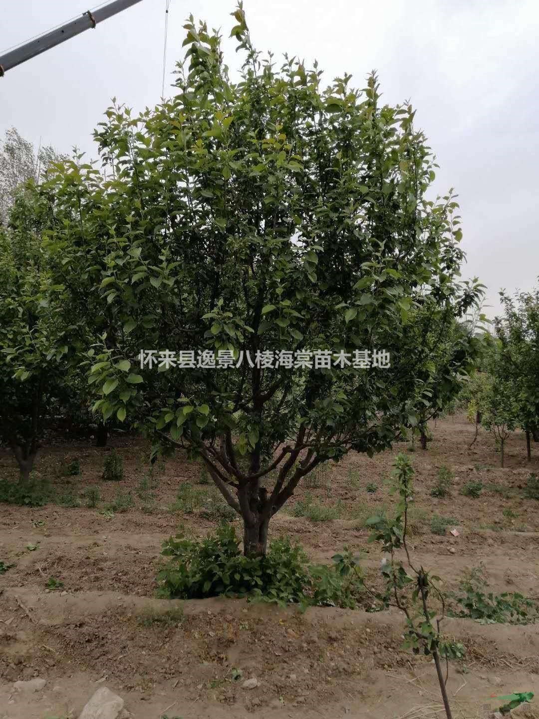15cm八棱海棠树