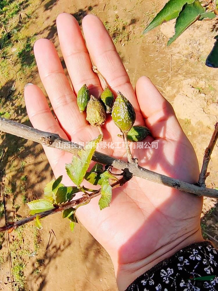 大果連翹苗，山西3號(hào)連翹苗，藥用連翹苗