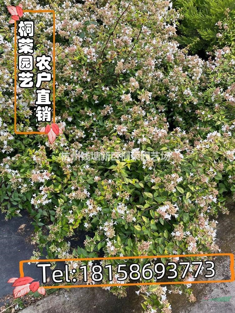六道木袋裝苗120杯