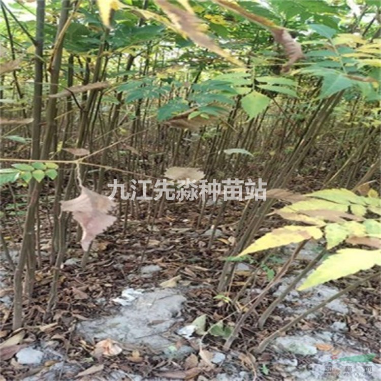 绿化工程苗栾树 黄山栾树基地 栾树小苗批发价格 先淼