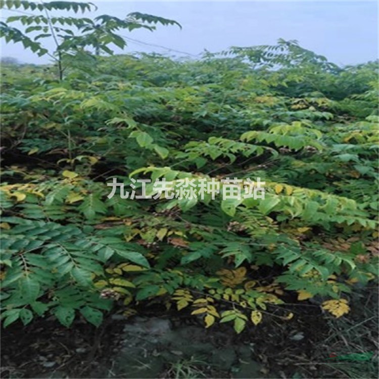 绿化工程苗栾树 黄山栾树基地 栾树小苗批发价格 先淼