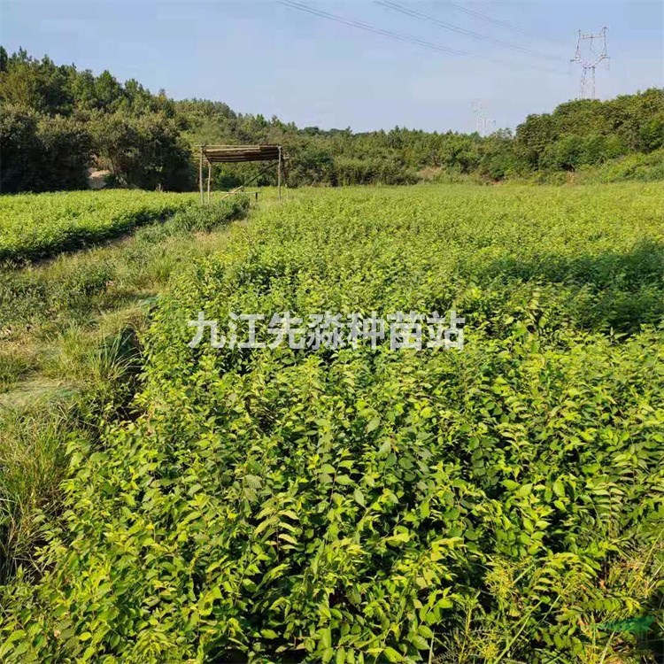 紅櫸小苗 紅櫸小苗價格 紅櫸小苗批發 江西紅櫸小苗基地 先淼