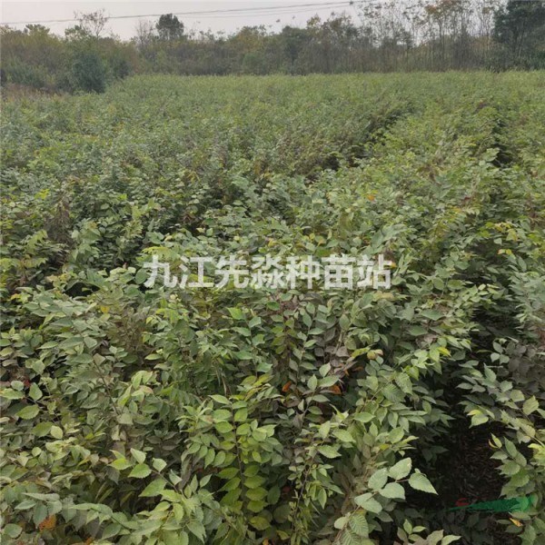 紅櫸小苗 紅櫸小苗價格 紅櫸小苗批發 江西紅櫸小苗基地 先淼