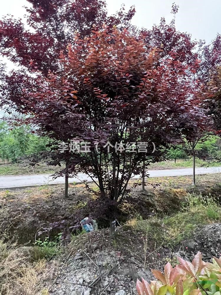 低分枝 红叶李 高度2.5-3.5米 冠幅1.5-2.5米 地径8公分