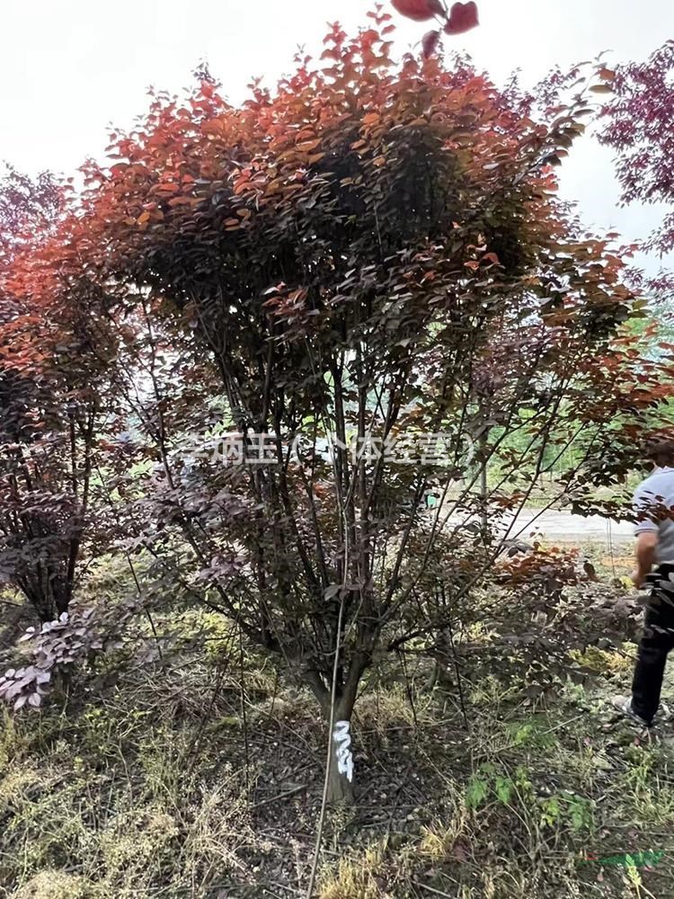 低分枝 红叶李 高度2.5-3.5米 冠幅1.5-2.5米 地径8公分